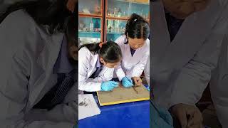 My students demonastrating dissection of earthworm😍 students performing live dissection biology [upl. by Goodyear]