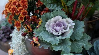 Planting Fall Containers 🍂Pt 1  Garden Answer [upl. by Annaihr]