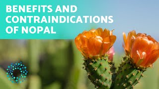 HEALTH BENEFITS of NOPAL 🌵 How to Consume Nopal [upl. by Corly26]