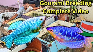 Gourami Fish Breeding🐠  கௌரா மீன் Breeding🐟  Complete Video🔥 [upl. by Mattheus]