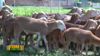 TIERRA FÉRTIL TVCRIANZA Y CUIDADOS DE BORREGOS 031216 [upl. by Aramenta792]