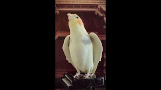 Adorable Cockatiel Whistles Catchy Melodies  A MustSee Performance [upl. by Leksehcey692]