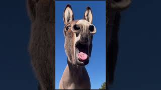 Donkey sound Jackass noise Braying Donkey Sound  ugly Sounds  shorts  Animalspoorly viral [upl. by Nyrat208]