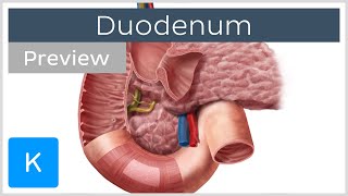 Duodenum function and overview preview  Human Anatomy  Kenhub [upl. by Ynohtna]