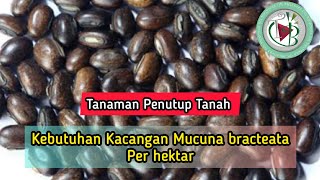 Kebutuhan Mucuna bracteata per Ha [upl. by Seroled]