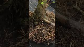 Preparing Swamp Cypress bonsai for a forest planting bonsai terryerasmusbonsai forest [upl. by Shushan]