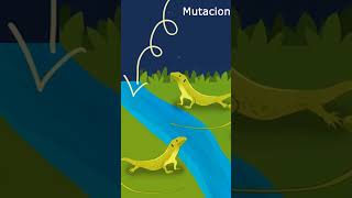 Cómo aparece una especie nueva evolución origendelasespecies especiacion alopátrica [upl. by Alanah548]