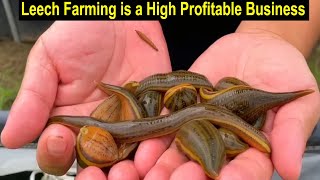 How to Start Business Leech Farming  Medicinal Leech Farming Business Plan  Modern Farming [upl. by Ikilisav]