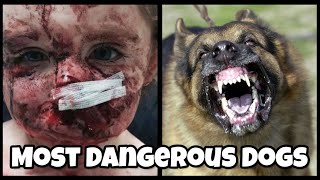 Top 10 DANGEROUS DOG BREEDS in the world [upl. by Bondy]