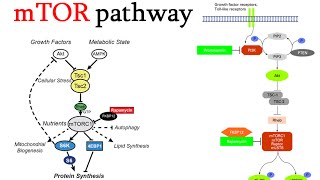 mtor signaling pathway [upl. by Kirwin]