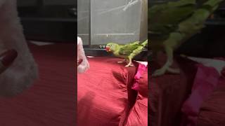 parrot birds cute parrottalking mithutalking cutebirdcutemittucuteparrotmitthutalkingparrot [upl. by Jeraldine]