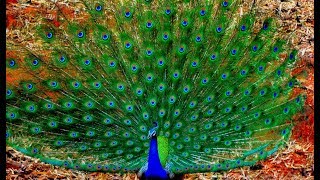 Lovely Peacock Dancing And Showing Off His Feathers HD [upl. by Ahselet300]