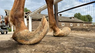 LONG HOOVES on ARABIAN STUD Horse Restoration [upl. by Warfourd505]