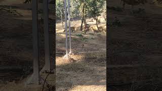 Chital  Spotted Deer In Park Ambikapur Surguja District [upl. by Vocaay]