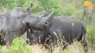 Rhinos Fighting To THE DEATH  Brutal encounter [upl. by Carnay]