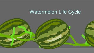 Watermelon life cycle stick nodes [upl. by Santoro484]