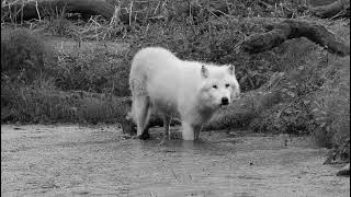 loup arctique du zoo attilly le 02 09 2024 [upl. by Eanram671]