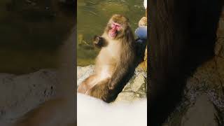 Japan  Nagano  Festivals Buddhism and Snow Monkeys [upl. by Ettezus]