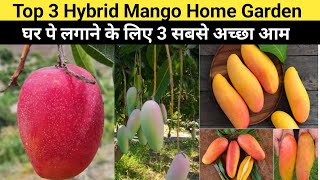 घर पे लगाने के लिए 3 सबसे अच्छा रोग फ्री आम Top 3 Hybrid Mango For Roof top Garden [upl. by Andee]