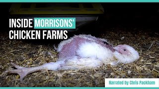 Investigation Morrisons chickens filmed deformed and dying  Narrated by Chris Packham [upl. by Brant471]