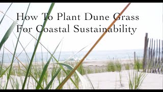 How to Plant Dune Grass for Coastal Sustainability [upl. by Kiraa11]