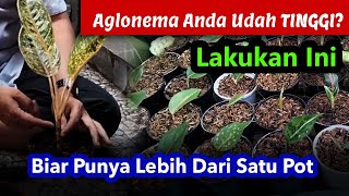 AGLONEMA ANDA SUDAH TINGGI LAKUKAN INI AGAR BISA LEBIH BANYAK [upl. by Yrreb]