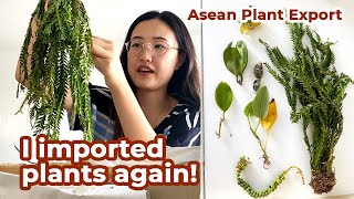 Huge Plant Haul 2020 Unbox Houseplants From Thailand  Asean Plant Export [upl. by Millie]