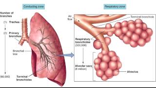 Respiratory Tree Anatomy  Conducting Zone amp Respiratory Zone [upl. by Aehta]