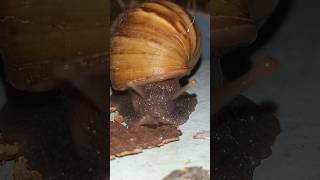 Snail  ghonga short prt2 animals ghongha snail shorts trending usa malaysia youtubeshorts [upl. by Bee]