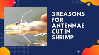 3 Reasons For Antennae Cut In Shrimp [upl. by Ettennal]