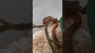 Feeding time for our slug snakes  Pareas carinatus [upl. by Seton360]