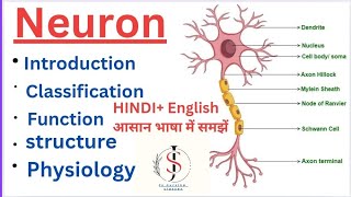 Neuron Nervous system  Anatomy amp Physiology  Hindi English [upl. by Aronael]