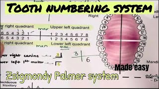 TOOTH NUMBERING SYSTEM  Zsigmondy Palmer system  Dental anatomy [upl. by Vasily]