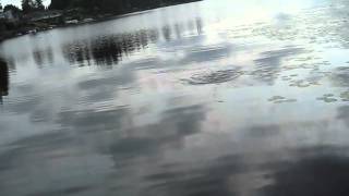 Topwater Bass Fishing The River2Sea Dahlberg Diver Frog [upl. by Nawk]