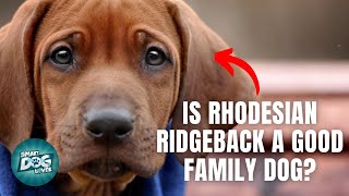 12 Things Only Rhodesian Ridgeback Dog Owners Understand [upl. by Nilyac]