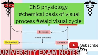 chemical basis of visual processWald visual cycle physiologymedicoscontent3135 [upl. by Orfurd]