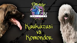 Kaukázusi Juhászkutya vs Komondor Őrzővédő kutya bajnokság DogCast TV [upl. by Demetra]