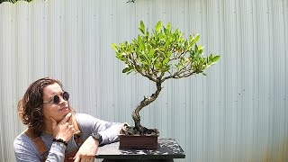 Refining Branch Structure  Buttonwood Bonsai [upl. by Eciram]