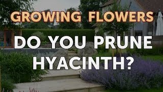 Do You Prune Hyacinth [upl. by Alasteir]