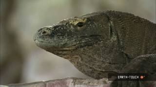 Komodo dragons amp ostrich mating races [upl. by Moscow]