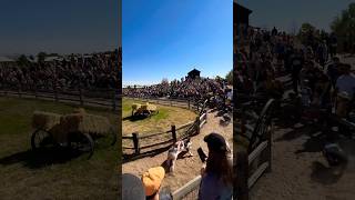 PIG RACES pigracing hogs pigs cerdo puerco marrano [upl. by Mart]