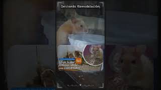 Nuevo video Productos de Temu para Hamster viralvideo hamsters temu analisis [upl. by Otrebogir108]