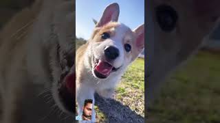 Cute dog 🐶 love enum puppy dog doglover cute music tamil tamilsong song [upl. by Kara-Lynn]