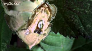 A spiny leaf insect laying an egg The eye of ET  2D version [upl. by Ahsar]