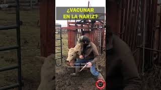 Protege tu Ganado con Vacunas Intranasales ¡Así Funcionan zootecnia campo rancho ganado toro [upl. by Dermott232]