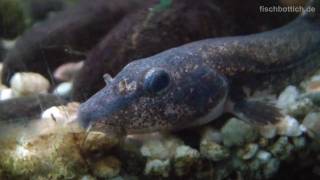 HD My Stone loach in a fish tank  Bachschmerle im Aquarium 55 [upl. by Zerlina]