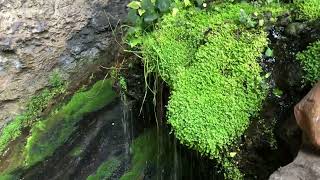 Umpherston sinkhole garden South Australia [upl. by Anos]