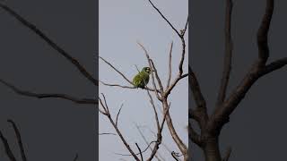 Coppersmith Barbet birds birdsvideo birdslife poop birdwatching morningvibes urbanwildlife [upl. by Roxanna]