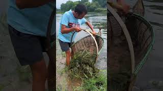 Found fish under grass roots in the river fishing river fish ytshort [upl. by Onitrof154]