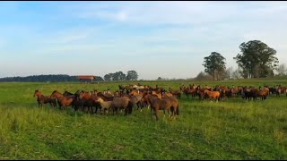 Confira a íntegra do programa Cavalos deste domingo 13 [upl. by Nat]